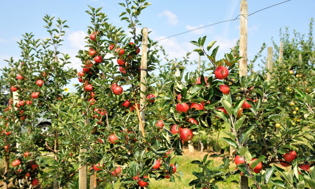 Obstbau Blanhof Apfelbäume