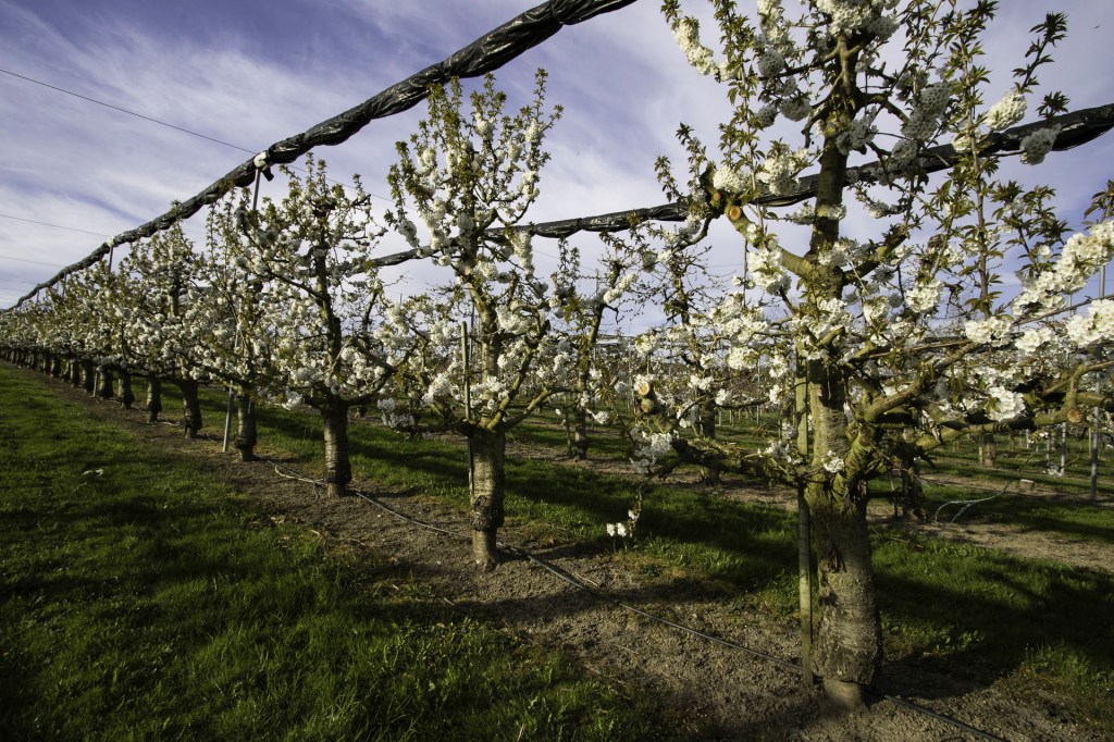 Unsere Kirschbäume zeigen die ersten Blüten. 