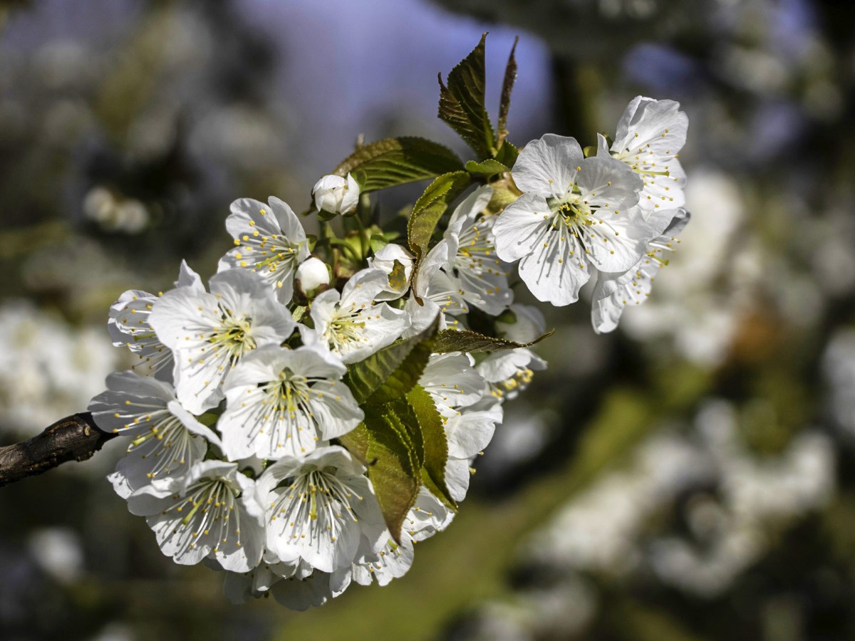 Die Saison beginnt – Ein Ausblick auf das Obstjahr am&nbsp;Blanhof