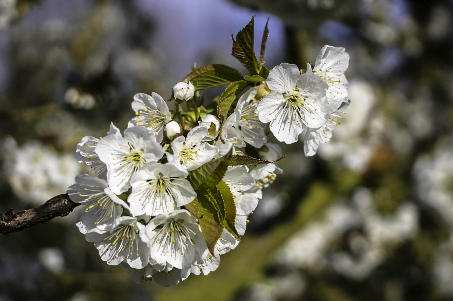 Die ersten Blüten der Saison auf unseren Feldern.