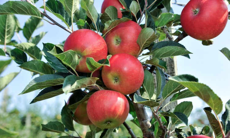 Obstbau Blanhof: Frische knackige Äpfel direkt vom Baum