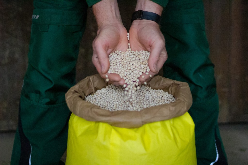 Eigene Lupinenernte, getrocknet, bevor die Lupinen zum Rösten gehen.