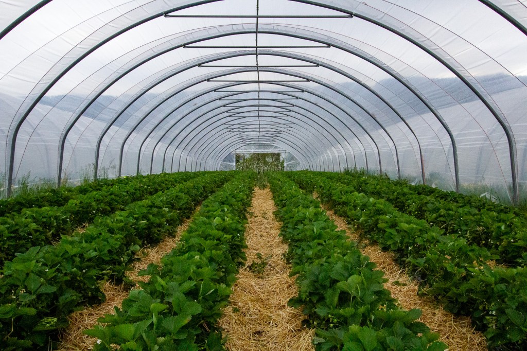 Erdbeerpflanzen im Tunnel