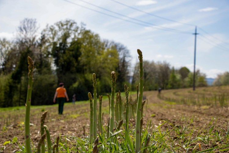 Grüner Spargel frisch vom Feld