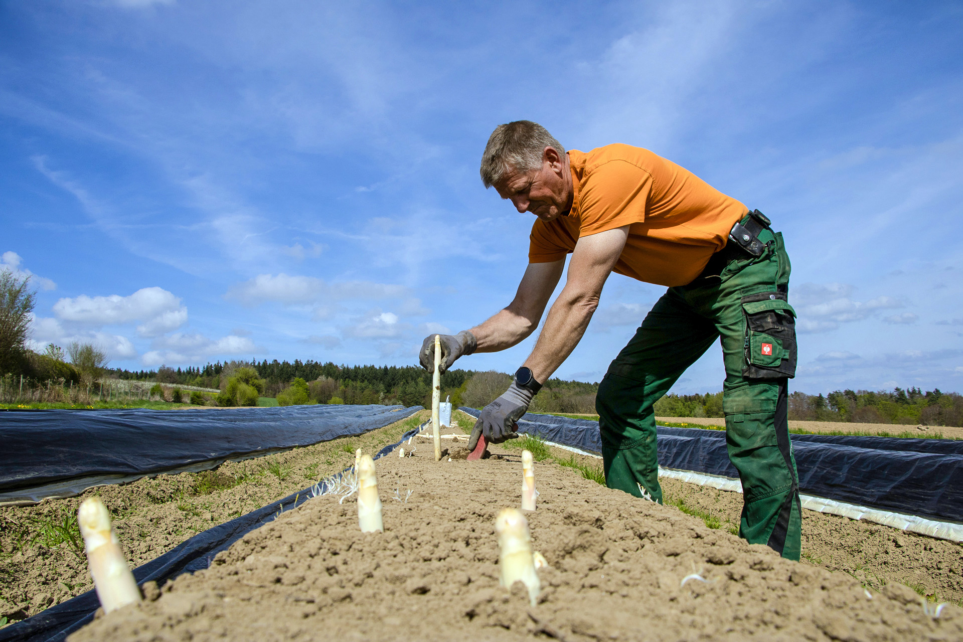 Udo vom Obstbau Blanhof beim Spargelstechen
