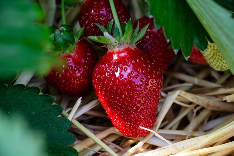 regional angebaute aromatische Erdbeeren frisch geerntet