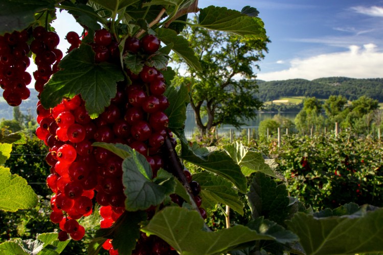 Obstbau Blanhof. Unsere Felder sind eingebetet an den Hängen direkt am Bodensee.