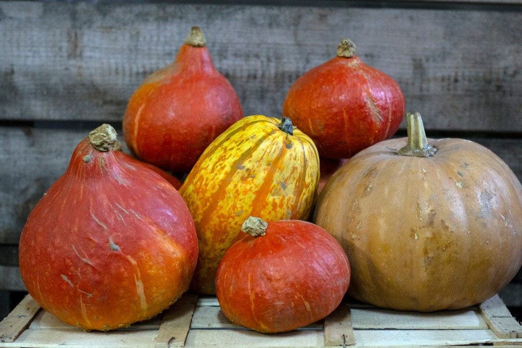 Hokkaido Kürbisse und Zirkürbisse gibt es auch bei uns auf dem Blanhof. Direkt vom Feld, natürlich gewachsen.