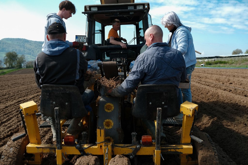 Neue Spargel Pflanzen setzen auf den Feldern des Blanhofs