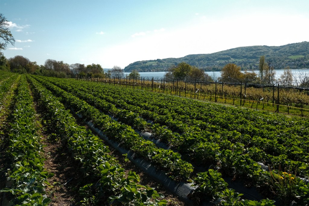Die Blanhof Erdbeerfelder am Bodensee.