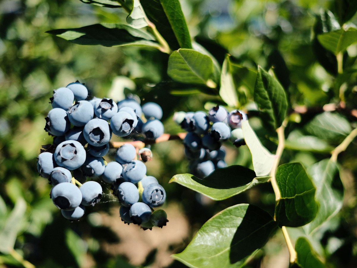 Heidelbeeren vom Blanhof: Natürlich gewachsen, aromatisch im&nbsp;Geschmack
