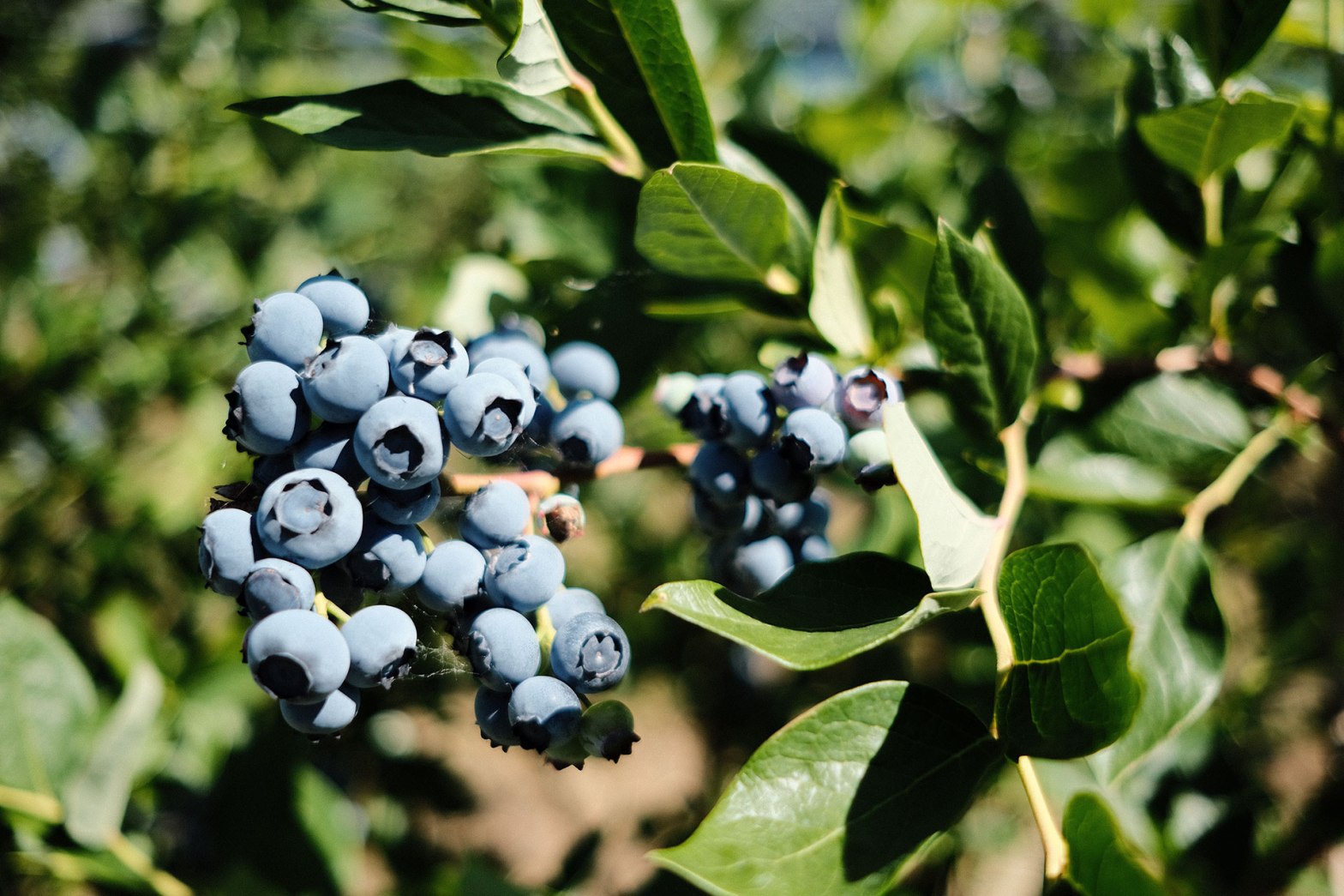 Aromatische Heidelbeeren vom Blanhof