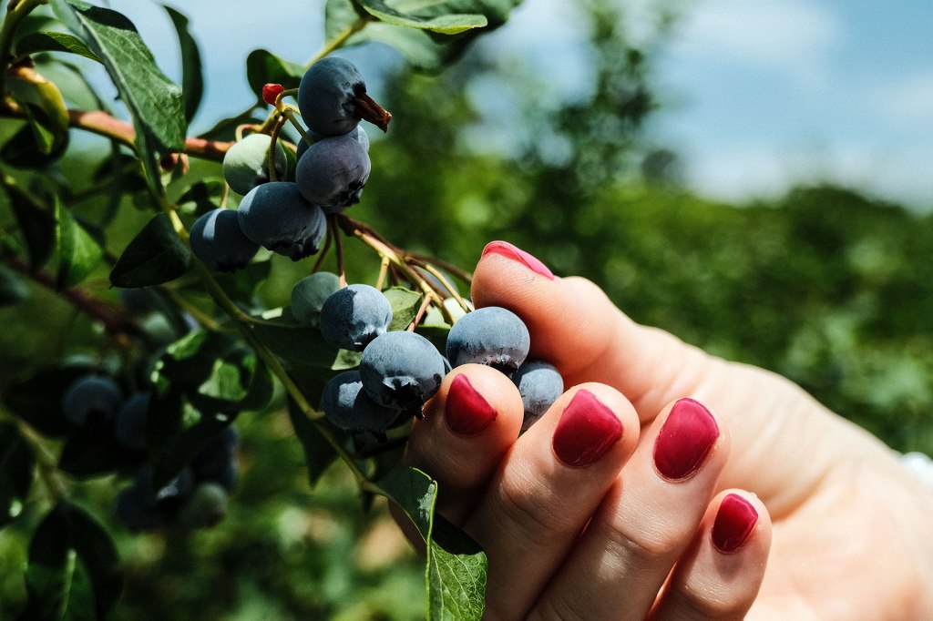 Blanhof Heidelbeeren werden vollreif hand-gepflückt