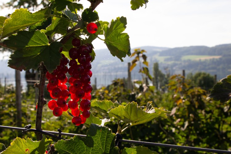 Johannisbeeren regional angebaut