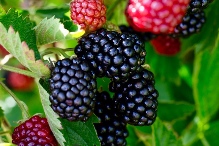 Brombeeren natürlich gewachsen im besten Bodenseeklima