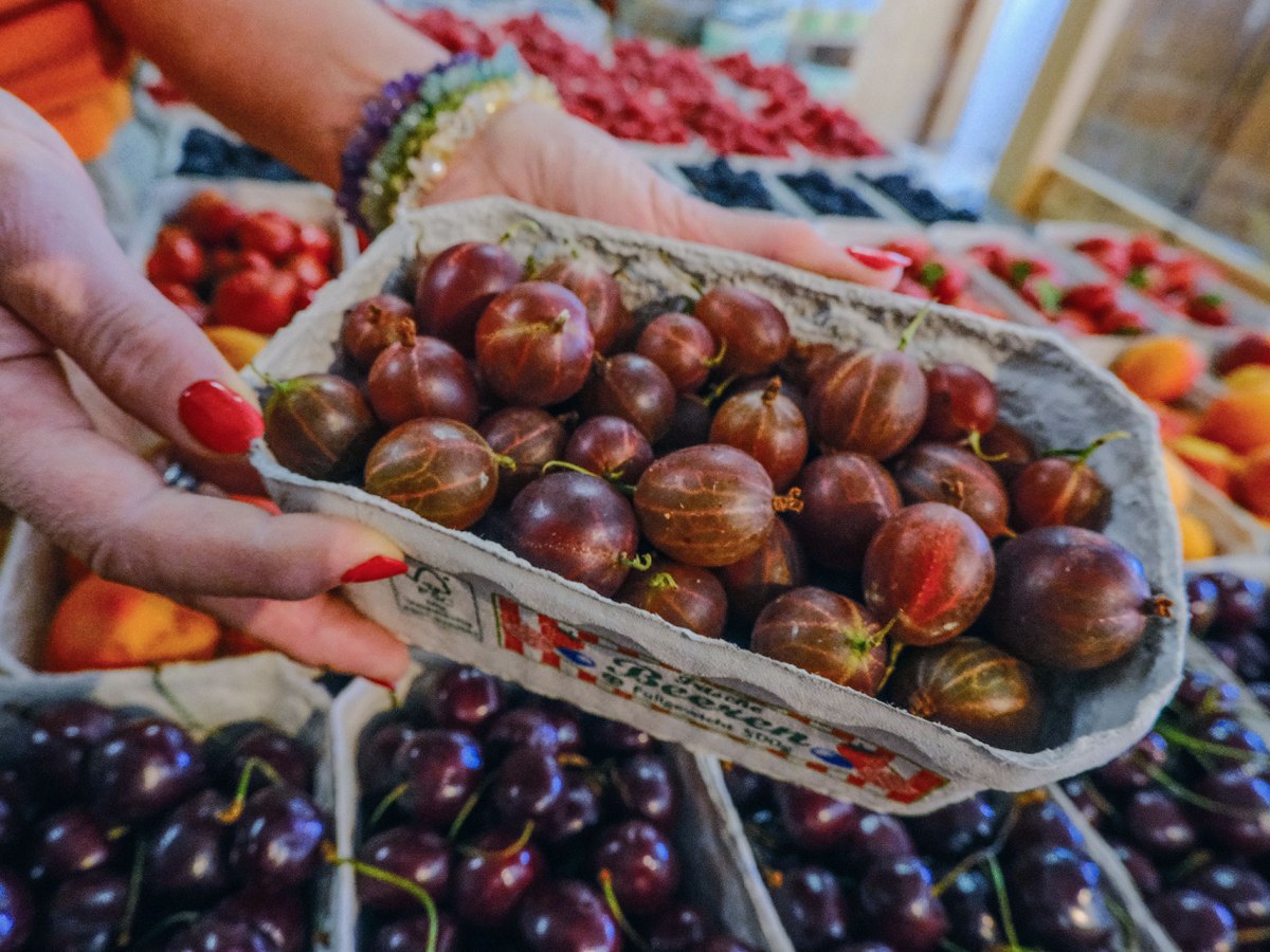 Stachelbeeren vom Blanhof: Eine fast vergessene Sommerfrucht erlebt ihr&nbsp;Comeback