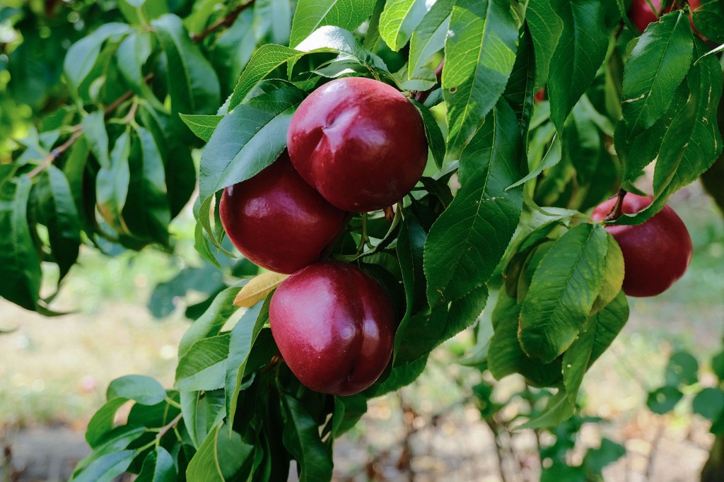 Reife Nektarinen vom Blanhof vor der Ernte