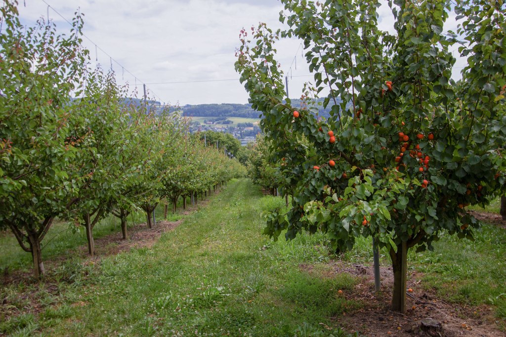 Aprikosenbäume auf den Blanhof Feldern am Bodensee