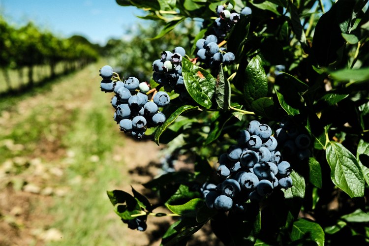 Heidelbeeren vom Blanhof